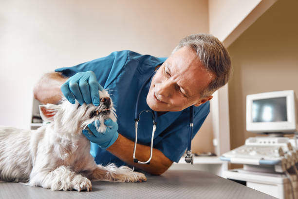 Best Pediatric Emergency Dentist in Keedysville, MD